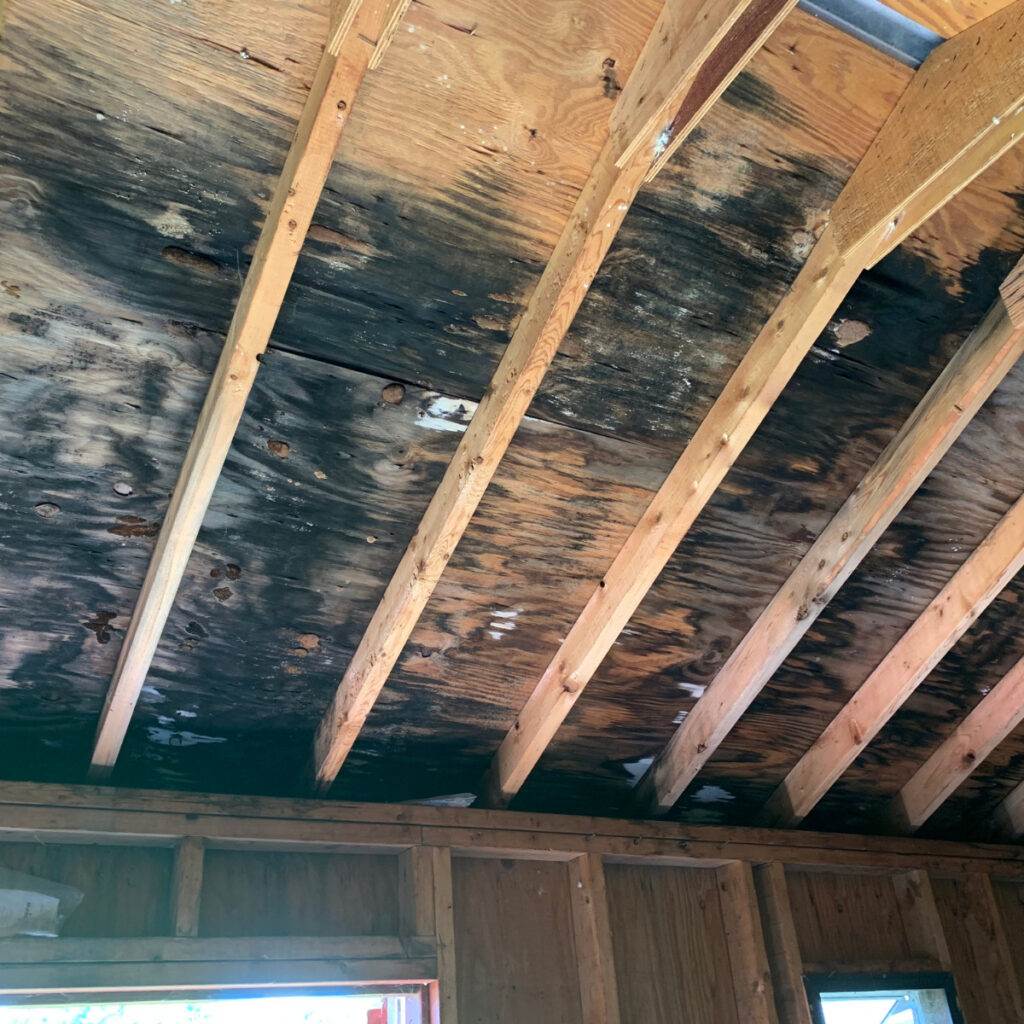 How to prevent mold growth from a leaky roof