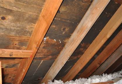How to prevent mold growth from a leaky roof