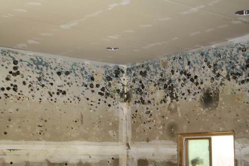 How to prevent mold growth from a leaky roof