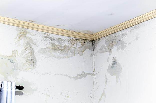 Unveiling the Quick Development of Mold from a Leaking Roof