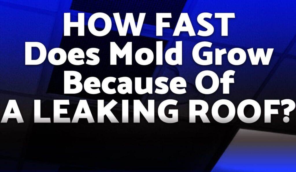 Unveiling the Quick Development of Mold from a Leaking Roof