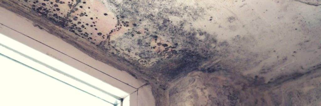Unveiling the Quick Development of Mold from a Leaking Roof
